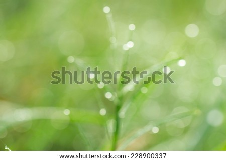 Blur spring background. Leaves with dew drops