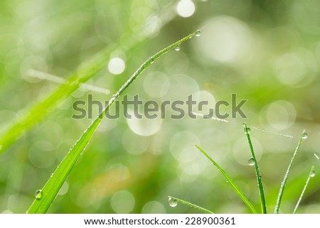 spring background. Leaves with dew drops