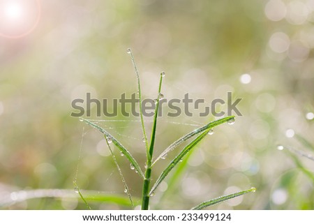 spring background. Leaves with dew drops