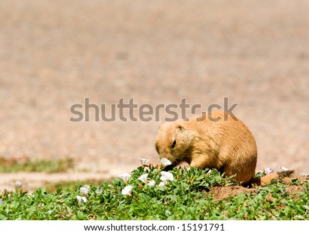A Colorado prairie dog smelling the flowers