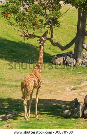 Giraffe Eating Tree