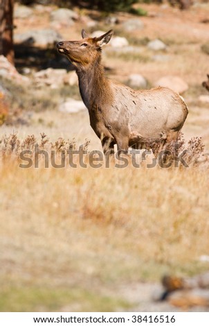 A buck elk standing in a open field during the fall