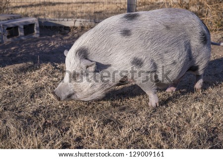 A big sow hog munches happily in her pen