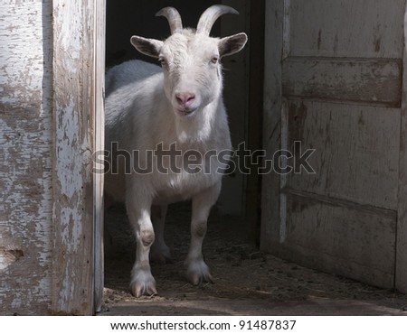 Goat answers the door