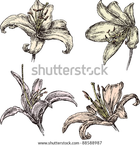 Lilies Vector