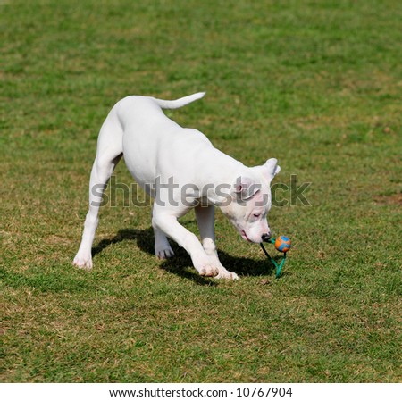 american bulldog puppies. american bulldog puppy