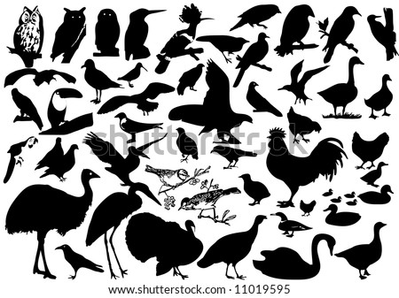 Collection Of Bird Silhouette - Vector Bird - 11019595 : Shutterstock