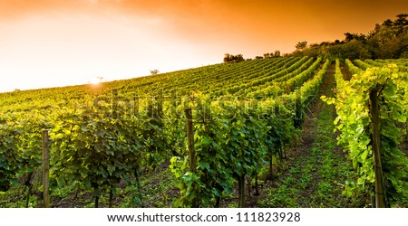 Sunset In A Vineyard In Hessen Germany
