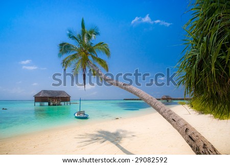 Beautiful tropical beach scenery with coconut palm tree stretching over the turquoise ocean (more tropical beaches in my portfolio)