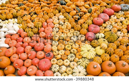 different kinds of pumpkins as a seasonal fall decoration