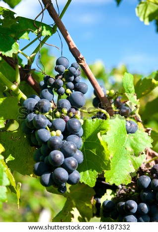 red grapes in a german vineyard