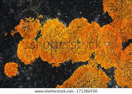 A vivid contrast of bright orange lichen growing in concentric circles on a black rock background