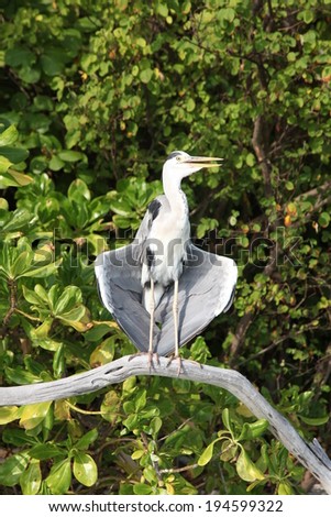 A Heron takes advantage of a bare bough to perch and dry himself in the sunshine