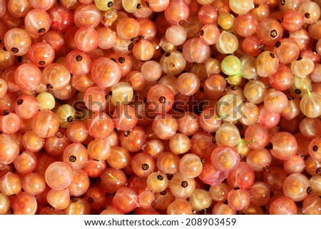 Little garden jems, a close up of a bowl of Rose currants, a less well known variety of currant