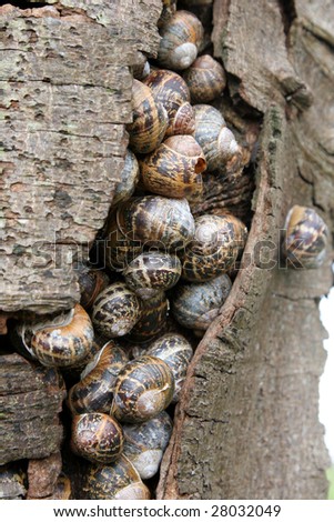 A group of Common garden snails sheltering behind the bark of a tree