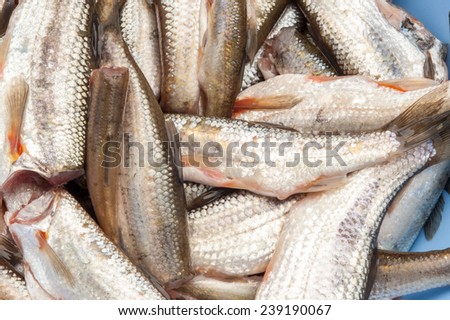 raw fish in a blue bowl isolated on a white background