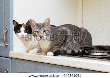 two cats on the shelf of a kitchen cooking