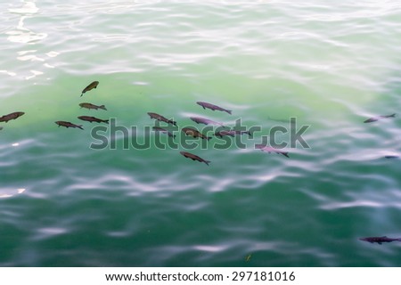 Fish swimming under the water seen from above