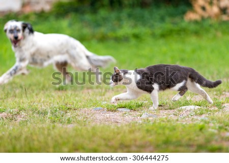gray and white cat  with a dog walking in a meadow
