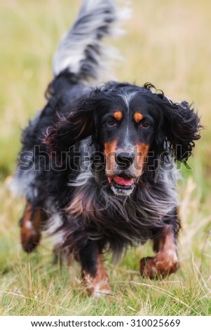hairy black dog running in the grass