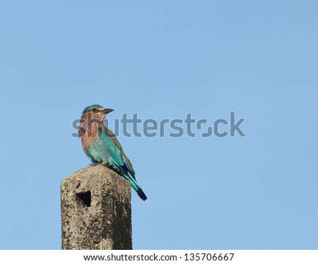An Indian Roller on top of a light-post looking back with his left profile towards the camera, against a background of sky
