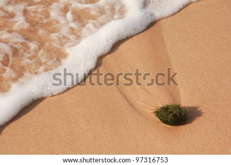Plan view of Sea Weed on sandy beach with the tide receding