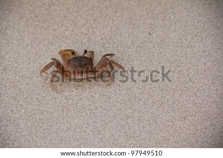 Small Brown Crab on tiled floor