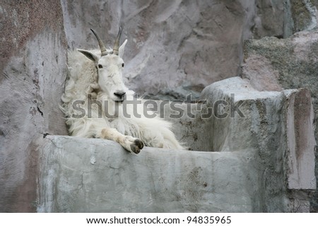 wild goat