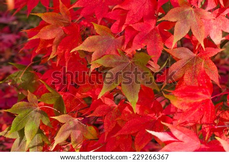 Acer, or maple, leaves in various autumn shades.