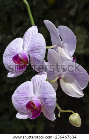 Spray of pink veined moth orchids, Phalaenopsis