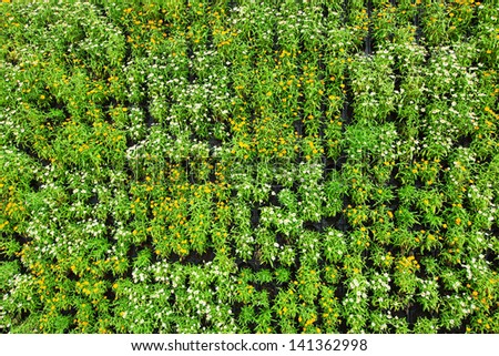 Beautiful small flowers background with green leaves