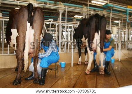 Milking a cow in farm,Thailand