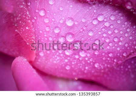 Water drop on pink petals rose\'s, shallow depth of field.