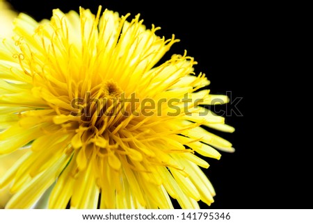 Yellow dandelion flower on black, macro with shallow depth of field.