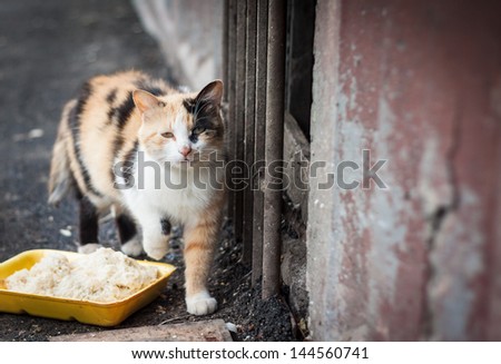 Stray cat and box with food