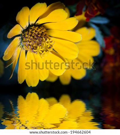 Close-up photo of yellow flower reflected in water surface.