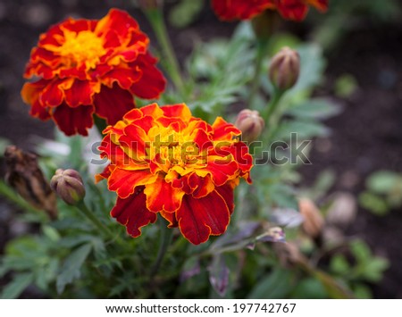Close-up photo of orange Tagetes flower (marigold). Selective focus with shallow depth of field.