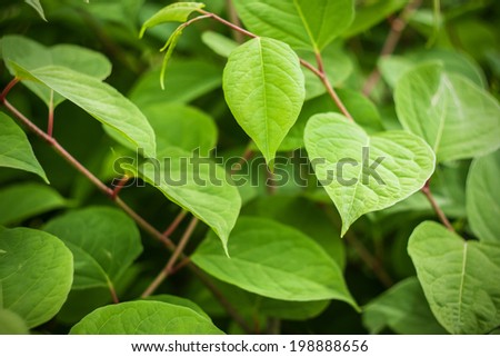 Wild vegetation. Closeup view in a summer sunny day. Selective focus with shallow depth of field.