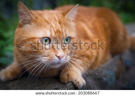 Red cat on the hunt for prey. Selective focus.