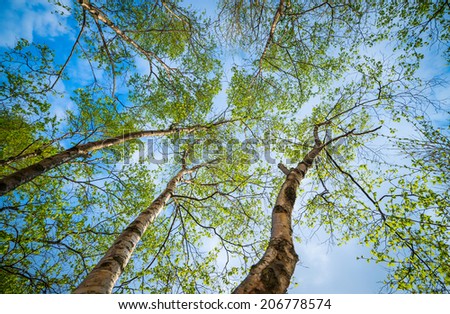 Crowns of birch trees. Selective focus on crowns.