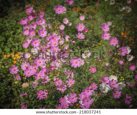 Pink flowers. In the garden on a sunny day. Selective focus with shallow depth of field. Color toned image.