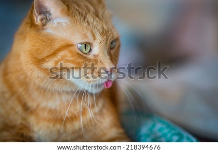 Lovely red cat looking somewhere and showing its tongue. Selective soft focus.