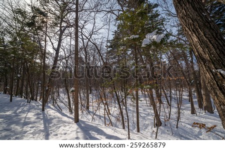 In winter forest. Shot with wide angle lens.