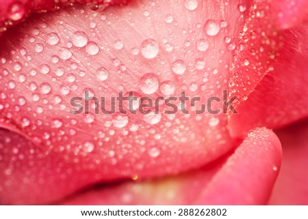 Water drop on petals. Macro shot with shallow depth of field.