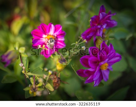 Bumble bee feeds on flower. Selective focus with super shallow depth of field.
