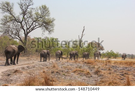Elephants in Banoka Camp,  Botswana