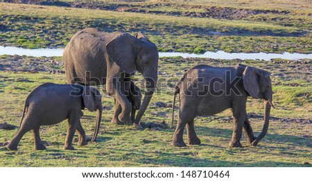 Three elephants in chobe park, Botswana