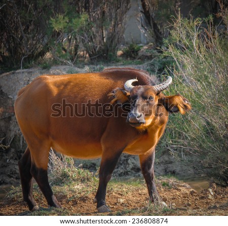 African Forest Buffalo standing