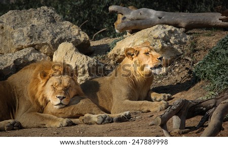 Lion and lioness lovers