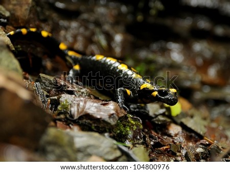 Fire salamander in natural habitat